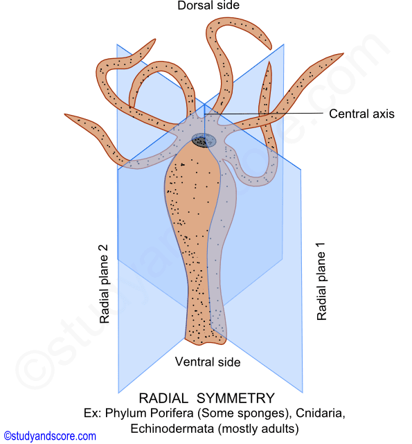 radial symmetry,  symmetry in animals, types of symmetry,porifera, cnidaria, echinodermata